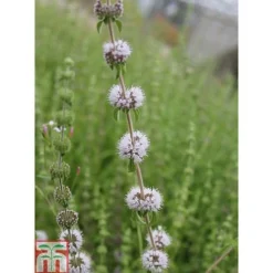 Mentha Pulegium (Marginal Aquatic) -Plants Sales Store MENT T78348 C h