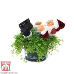 'Mind Your Own Business' Santa - Gift -Plants Sales Store MIND WGKB7085 D