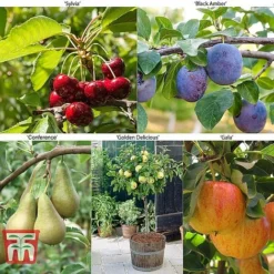 Fruit Tree Collection (Mini Fruit Tree) 15 Fruit Tree Collection (Mini Fruit Tree) -Plants Sales Store MINI T56849 A