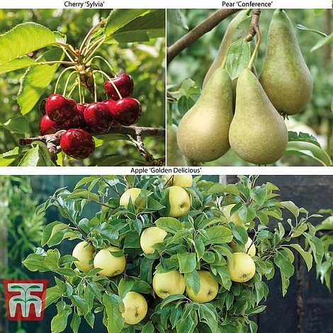 Fruit Tree Collection (Mini Fruit Tree) 1 Fruit Tree Collection (Mini Fruit Tree)