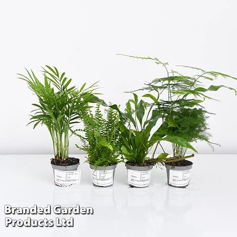 Green Houseplant Starter Mix 7 Green Houseplant Starter Mix - Image 7