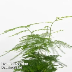 Green Houseplant Starter Mix 11 Green Houseplant Starter Mix -Plants Sales Store MIXD GREENSTAR KF0875 D