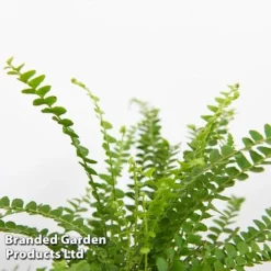 Green Houseplant Starter Mix 12 Green Houseplant Starter Mix -Plants Sales Store MIXD GREENSTAR KF0875 E