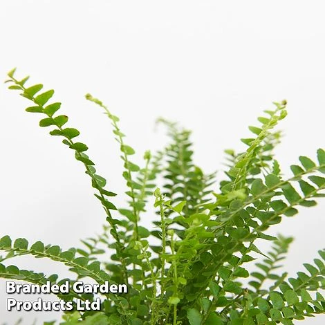 Green Houseplant Starter Mix 5 Green Houseplant Starter Mix - Image 5