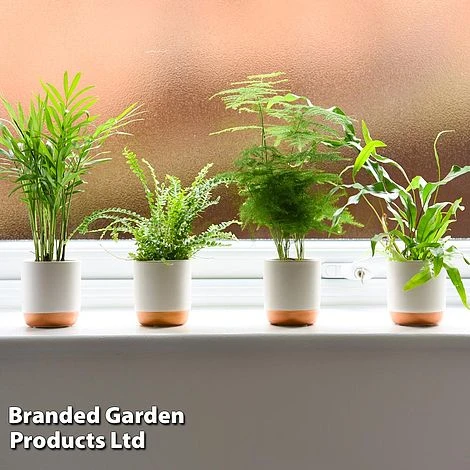 Green Houseplant Starter Mix 2 Green Houseplant Starter Mix - Image 2