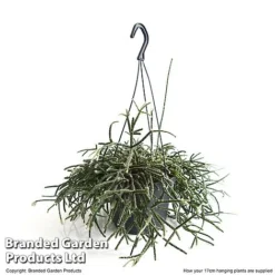 House Plants Hanging Mixed -Plants Sales Store MIXD HOUSE17CM T48974
