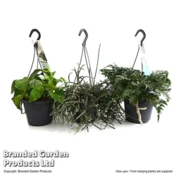 House Plants Hanging Mixed -Plants Sales Store MIXD HOUSE17CM T48975