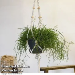 House Plants Hanging Mixed -Plants Sales Store MIXD HOUSEPLAN T49031