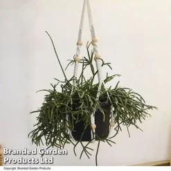 House Plants Hanging Mixed -Plants Sales Store MIXD HOUSEPLAN T49033