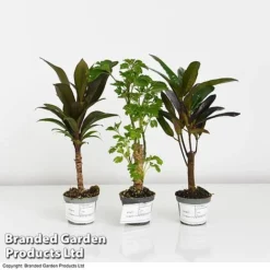 Houseplant Tropical Mix -Plants Sales Store MIXD TROPIC6CM T42638 A