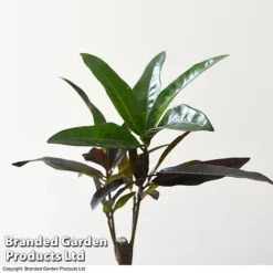 Houseplant Tropical Mix -Plants Sales Store MIXD TROPICALH T42646 A