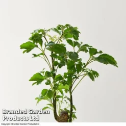 Houseplant Tropical Mix -Plants Sales Store MIXD TROPICALH T42648 A