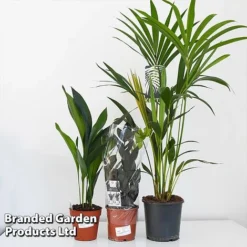 Almost Unkillable Houseplant Mixed Pot Collection -Plants Sales Store MIXD UNKILLMXDP T43995