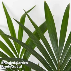 Almost Unkillable Houseplant Mixed Pot Collection -Plants Sales Store MIXD UNKILLMXDP T439991