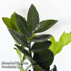 Almost Unkillable Houseplant Mixed Pot Collection -Plants Sales Store MIXD UNKILLMXDP T440001