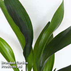 Almost Unkillable Houseplant Mixed Pot Collection -Plants Sales Store MIXD UNKILLMXDP T44002