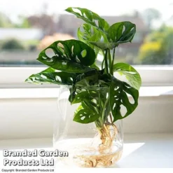 Monstera Adansonii In Kingston Vase 5 Monstera Adansonii In Kingston Vase -Plants Sales Store MONS ADANSONII T39648