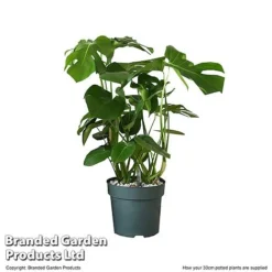Monstera Deliciosa In Hydro Pot -Plants Sales Store MONS DELIC30CM T506331