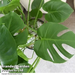 Monstera Deliciosa In Hydro Pot -Plants Sales Store MONS DELICIOSA T50613