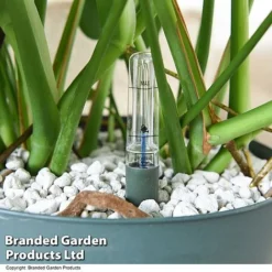 Monstera Deliciosa In Hydro Pot -Plants Sales Store MONS DELICIOSA T50615