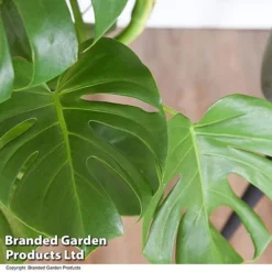 Monstera Deliciosa In Hydro Pot -Plants Sales Store MONS DELICIOSA T50752