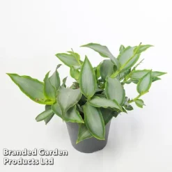 Murdannia Loriformis 'Bright Star' -Plants Sales Store MURD BRIGH12CM WKF1173