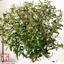 Myrtus Communis On Stem 7 Myrtus Communis On Stem -Plants Sales Store MYRT KB3776 C