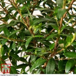 Myrtus Communis On Stem 8 Myrtus Communis On Stem -Plants Sales Store MYRT KB3776 D