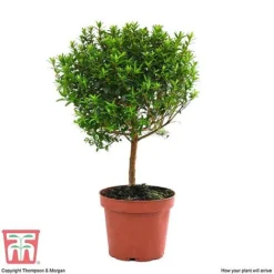Myrtus Communis On Stem 9 Myrtus Communis On Stem -Plants Sales Store MYRT KB3776 E