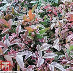 Nandina Domestica 'Obsessed' -Plants Sales Store NAND KB0730 C