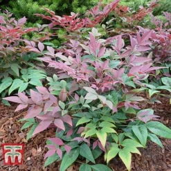 Nandina Domestica 'Obsessed' -Plants Sales Store NAND KB0730 D