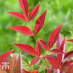 Nandina Domestica 'Obsessed' -Plants Sales Store NAND KB0730 E