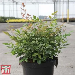 Nandina Domestica 'Twilight' -Plants Sales Store NAND TKA3308 A