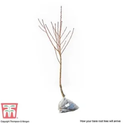 Nectarine 'Fantasia' -Plants Sales Store NECT CWW3225 C