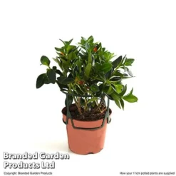 Nematanthus Gregarius -Plants Sales Store NEMA GREGA11CM T49684