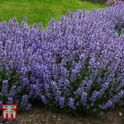 Nepeta Faassenii 'Purrsian Blue' -Plants Sales Store NEP wkb4685 B
