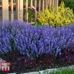 Nepeta Faassenii 'Purrsian Blue' -Plants Sales Store NEP wkb4685 C