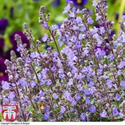 Nepeta Faassenii 'Purrsian Blue' -Plants Sales Store NEP wkb4685 D