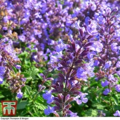 Nepeta Faassenii 'Purrsian Blue' -Plants Sales Store NEP wkb4685 G