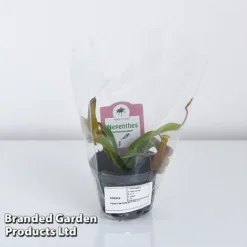 Nepenthes Alata -Plants Sales Store NEPE ALATA9CM T44355