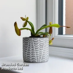 Nepenthes Alata -Plants Sales Store NEPE ALATA T44360