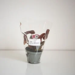 Nepenthes Sanguinea Hybrid -Plants Sales Store NEPE SANGUI9CM T38951