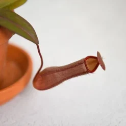 Nepenthes Sanguinea Hybrid -Plants Sales Store NEPE SANGUINEA T38954