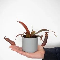Nepenthes Sanguinea Hybrid