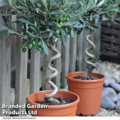 Olive Tree With Spiral Stem -Plants Sales Store OLIV STNDTWIST T25345