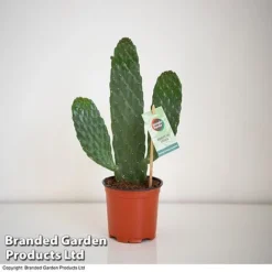 Opuntia Rubescens 'Consolea' 6 Opuntia Rubescens 'Consolea' -Plants Sales Store OPUN CONSOLEA 2