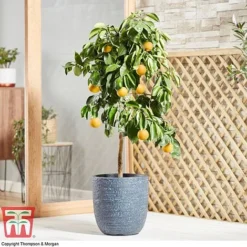 Bitter Orange -Plants Sales Store ORAN DWW3578 AB