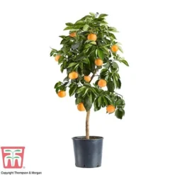 Bitter Orange -Plants Sales Store ORAN DWW3578 AD