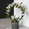 Dendrobium Nobile 'White Arch'