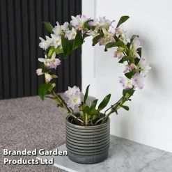 Dendrobium Nobile 'White Arch' -Plants Sales Store ORCH WHITEARCH T45162C